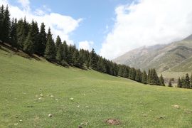 Wiesen und Wälder der Schlucht