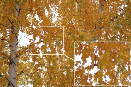 Beispiel für chromatische Aberration mit dem Sigma AF 70-300mm