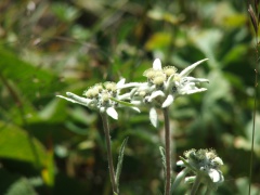 Edelweiss-Blume wächst in Ala-Archa