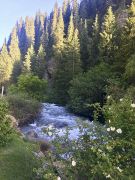 Fluss und Fichtenwald