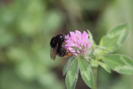 Brennweite 300mm; f/8; Belichtung 1/640 Sek.; ISO 640