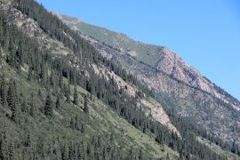 Wunderschöne Fichtenwälder der Schlucht